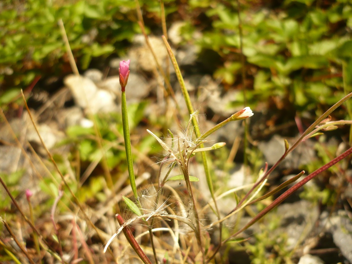 Epilobium lanceolatum (Onagraceae)